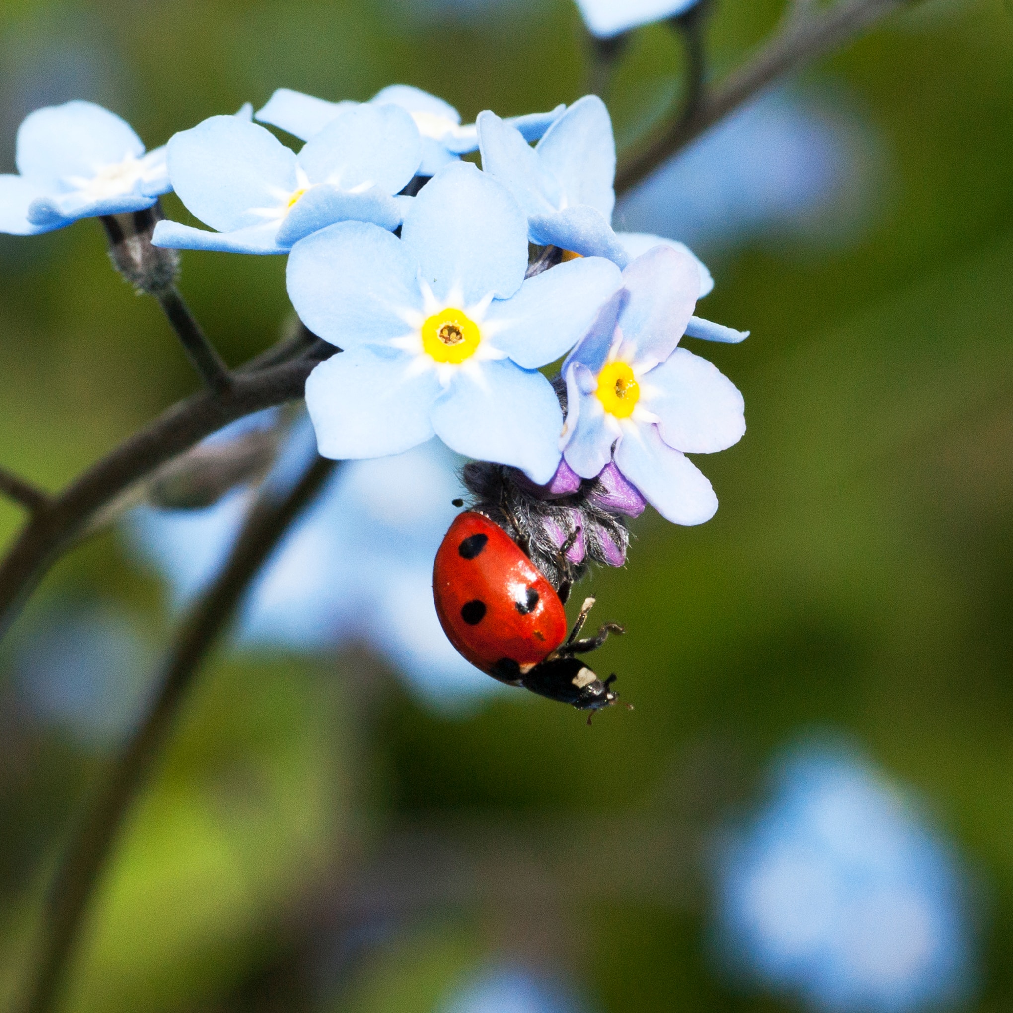 selective focus photograph of ladybug on white petaled flower plant